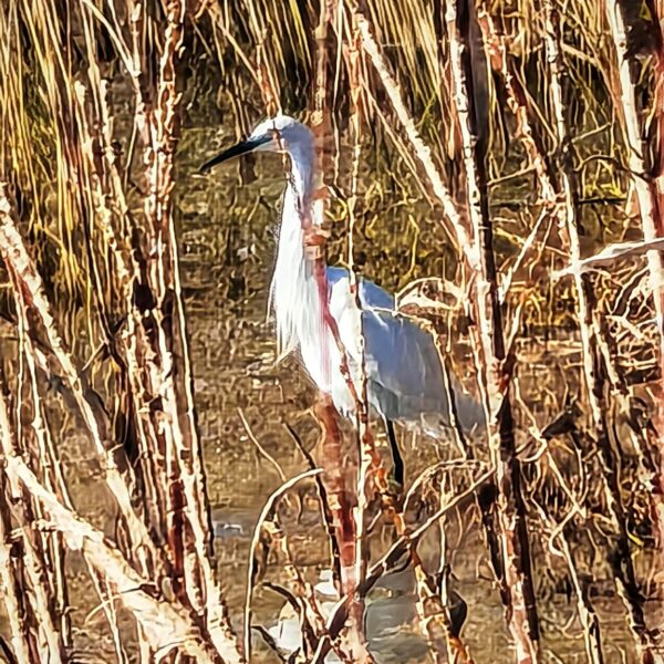 Garza - Vanesa Gallego
