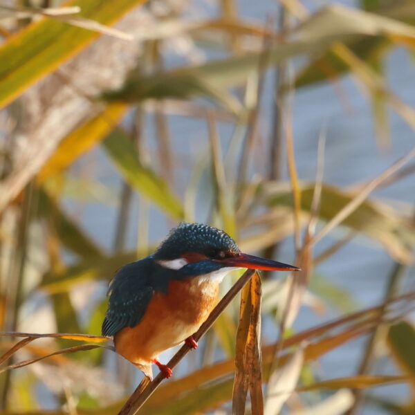 Martin pescador - Rosalía Calvo