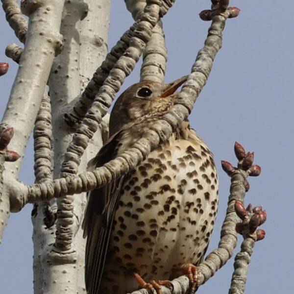 Zorzal charlo - Rosalía Calvo
