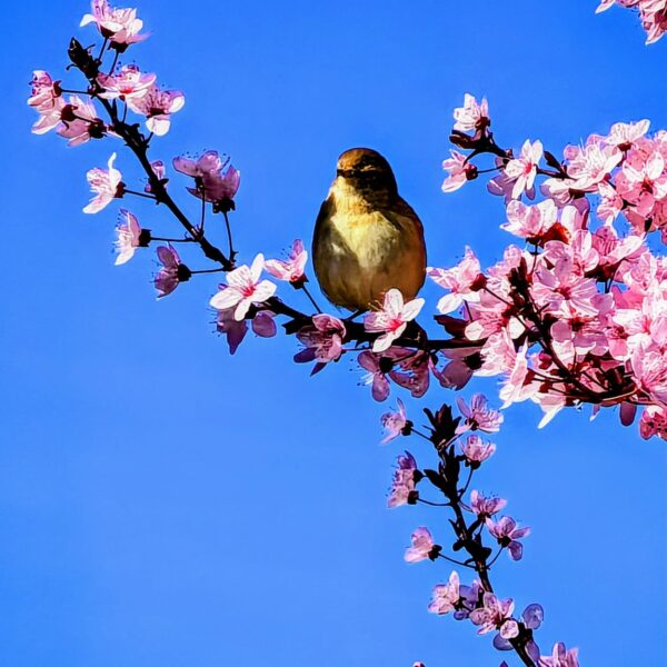 Mosquitero - Vanesa Gallego