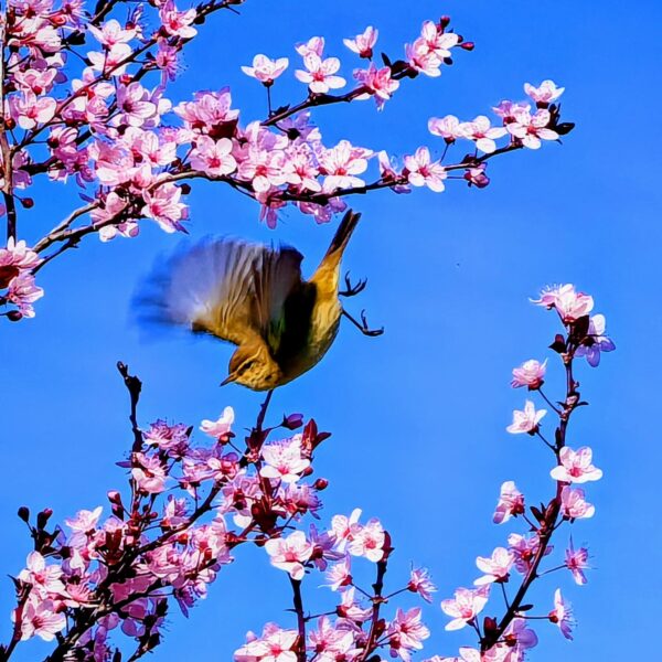 Mosquitero - Vanesa Gallego