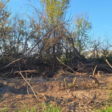 Tala a matarrasa en Alfocea (Zaragoza)