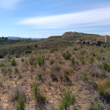 Salida del Grupo de Botánica a Caspe, viernes 3 de abril