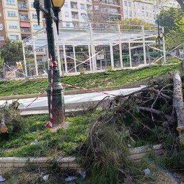 Los pinos en las zonas verdes de Zaragoza