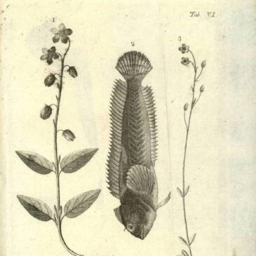 La primera recopilación de fauna vertebrada de Aragón, por Ignacio de Asso. Traducción anotada