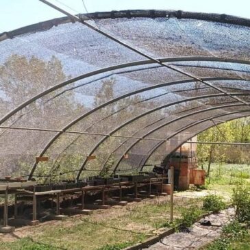 El vivero de ANSAR, en abril